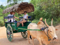 /album/fotogaleria-sri-lanka-maldivy-zajazd-vy-a-my2/sri-lanka-zajazd-jamajkanita-197-jpg/